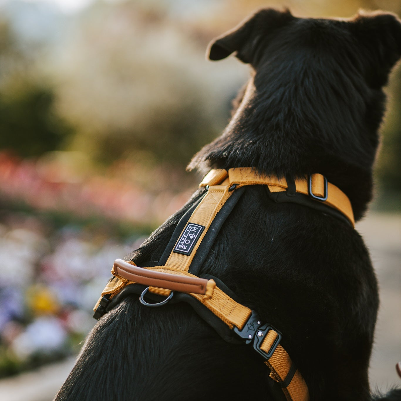 Explorer Harness -  - Made To Roam