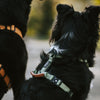 Explorer Harness Other Colors