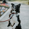 Explorer Leash -  - Made To Roam