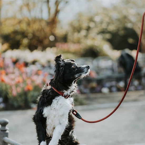Explorer Leash -  - Made To Roam