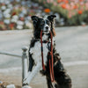 Explorer Leash -  - Made To Roam