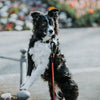 Explorer Leash -  - Made To Roam