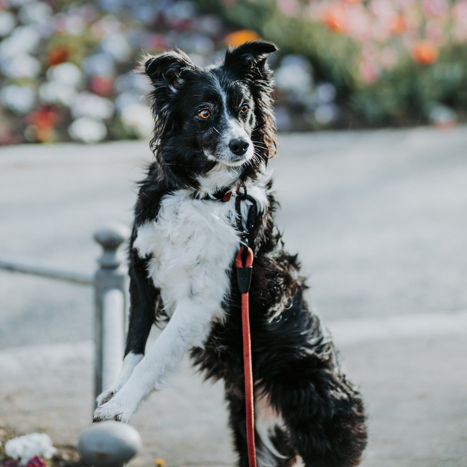 Explorer Leash -  - Made To Roam