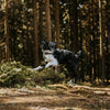 Explorer Classic Collars
