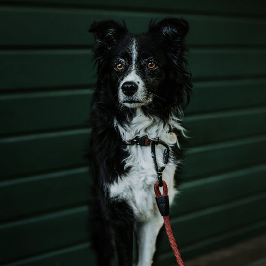 Explorer Leash -  - Made To Roam