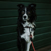Explorer Leash -  - Made To Roam