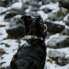 Explorer Classic Collars