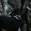 Explorer Classic Collars