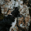 Explorer Classic Collars