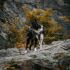 Explorer Harness