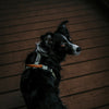 Explorer Harness Other Colors