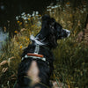 Explorer Harness Other Colors