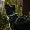 Explorer Harness Other Colors