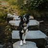 Explorer Harness -  - Made To Roam
