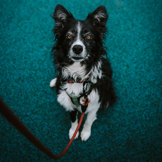 Explorer Leash -  - Made To Roam