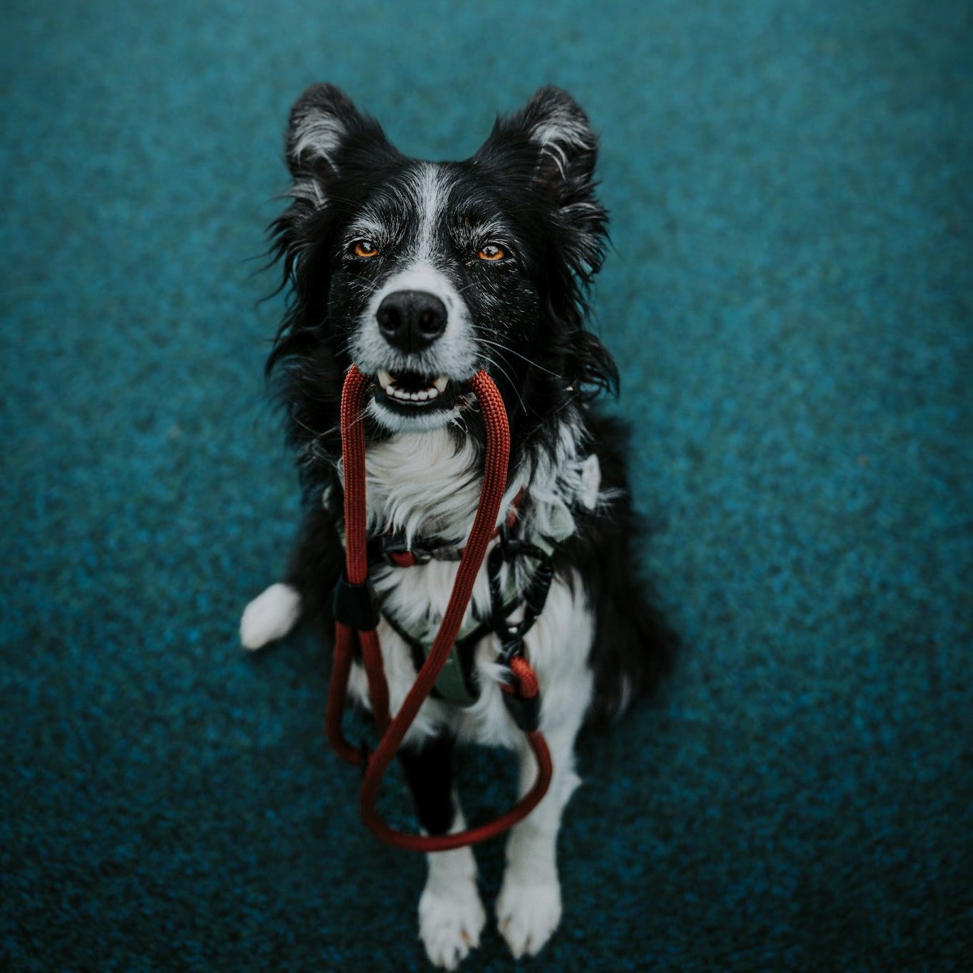 Explorer Leash -  - Made To Roam