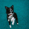 Explorer Harness Other Colors