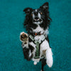 Explorer Harness Other Colors