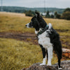 Everyday Collar -  - Made To Roam