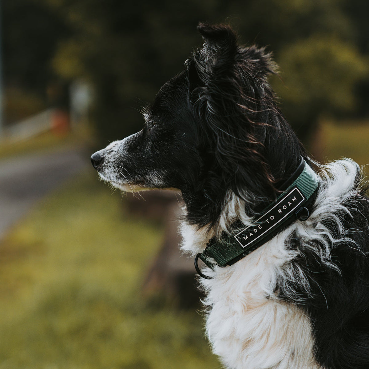 Everyday Collar -  - Made To Roam