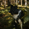 Explorer Harness