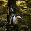 Explorer Harness