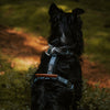 Explorer Harness