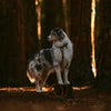 Explorer Leash