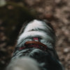 Explorer Harness