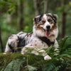 Explorer Harness