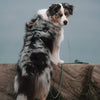 Explorer Leash