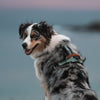 Explorer Harness