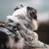Explorer Harness