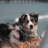 Explorer Harness