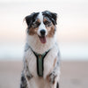 Explorer Harness