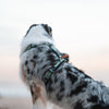 Explorer Harness
