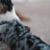 Explorer Harness