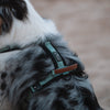Explorer Harness