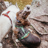 Explorer Harness