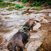 Explorer Harness