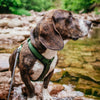 Explorer Harness