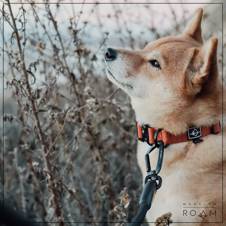 MADE TO ROAM Premium Dog Collar - Virginia Mountains