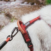 Explorer Leash