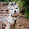 Explorer Harness