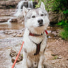 Explorer Harness