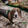 Explorer Harness