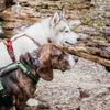 Explorer Harness