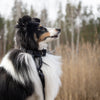 Explorer Classic Collars