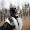 Explorer Classic Collars