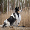 Explorer Classic Collars